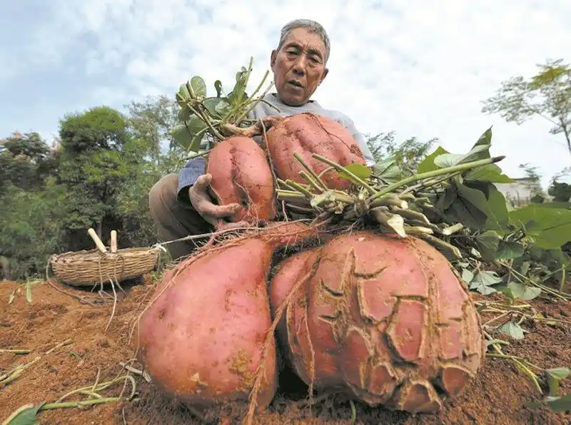 县市图片 正文徐自强(右)来到郧县青曲镇周家洼村村民杨文进的红薯地