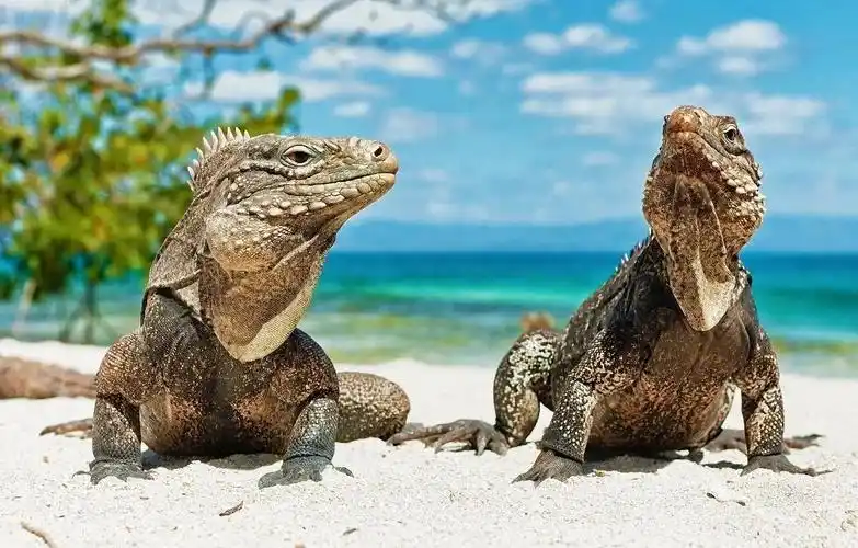 海陆两栖的鬣蜥