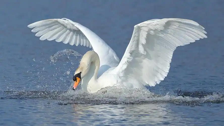 天鹅,鸟,水,翅膀,动物,照片