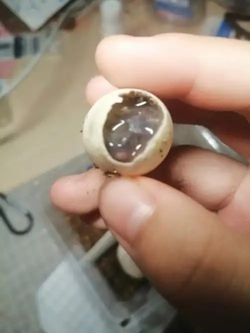 一个蛋壁上已经几天没有血丝的蛋还没有出壳,照了一下,它一动不动.