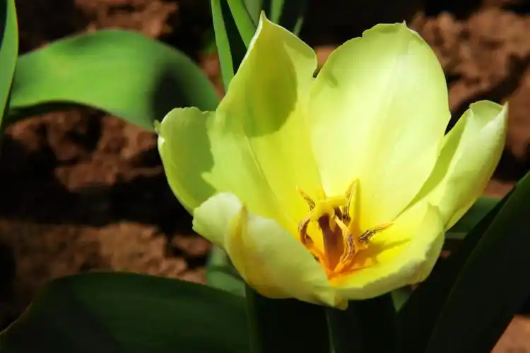 "绿色"郁金香虽然稀奇少见,却让人为之一振,倍感大千世界,无奇不有