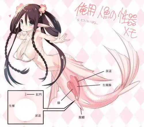18禁漫画家考察《人鱼的身体构造》