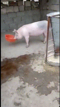 204_360gif 动态图 动图