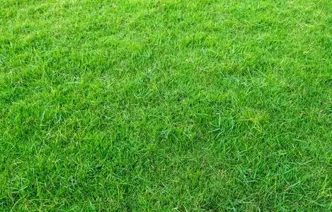 绿色草坪背景图片