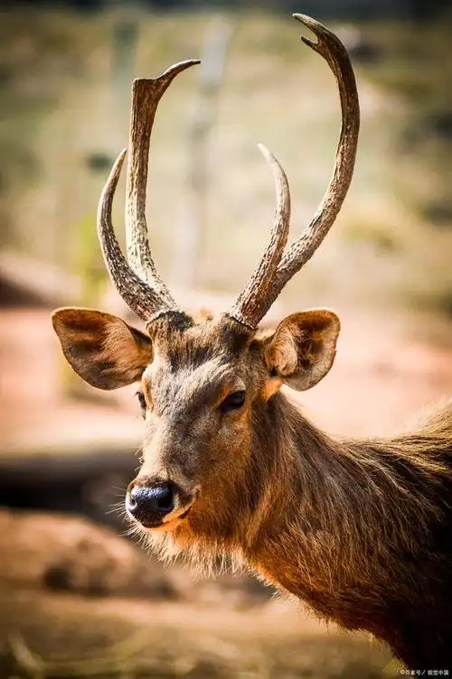 远古生物大角鹿
