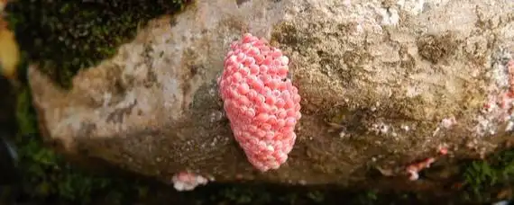 田螺的卵是什么样子