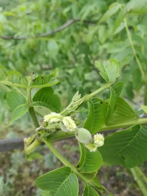 个别核桃树仅有雌花,没有雄花