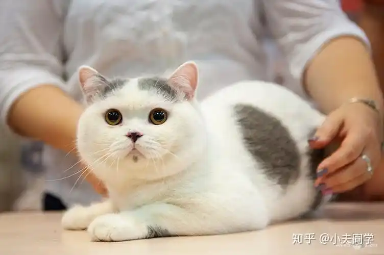 英短毛色大全集(梵花篇)