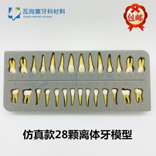 牙科带开髓 解刨牙齿认识牙齿 28颗带髓腔仿真离体牙双色恒牙模型