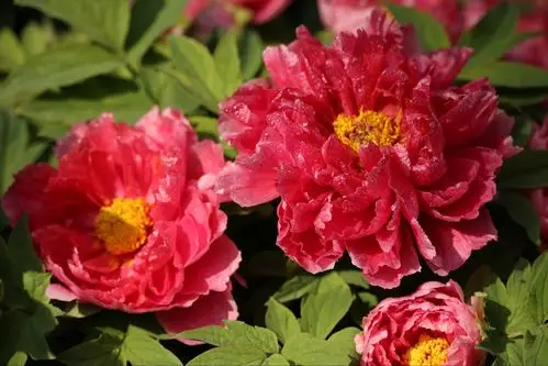 华南植物园展出的洛阳牡丹一株株花朵盈尺,富贵吉祥,使人赏心悦目.