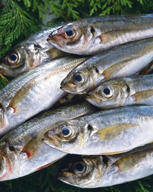 堆叠,堆积,整齐,枝条,海洋生物,树枝,排列,绿色,摄影,影棚,堆,马鲛鱼