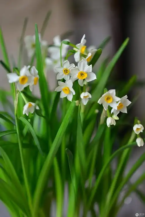 水仙花开-人文纪实-光影中国网-36.01ny.cn - powered by discuz!