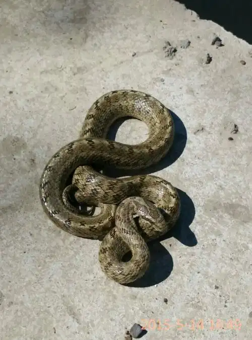 谁知道这是什么蛇,谢谢