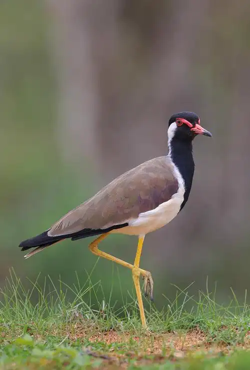 肉垂麦鸡鸟纲国家三级保护动物