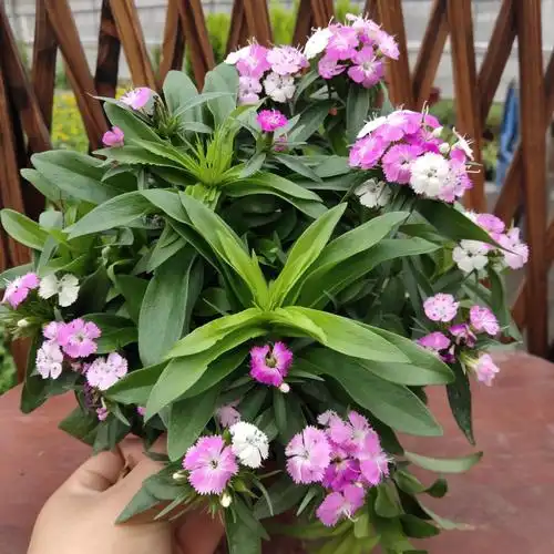 石竹绣球霹雳石竹花盆栽四季花卉庭院地被植物时令草本花卉
