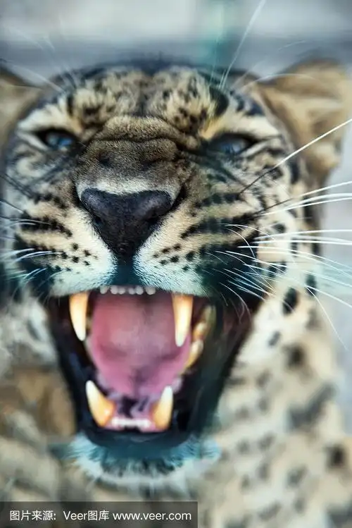 豹子咧嘴一笑,保护桩的地盘