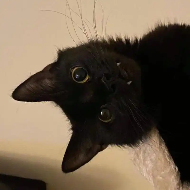 动物头像 #猫咪   可爱的动物头像第一波 - 抖音