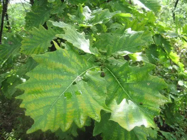 我的回忆——苦中有乐篇