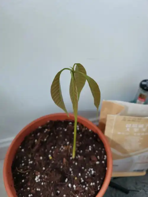 芒果苗才是最好看的不接受反驳