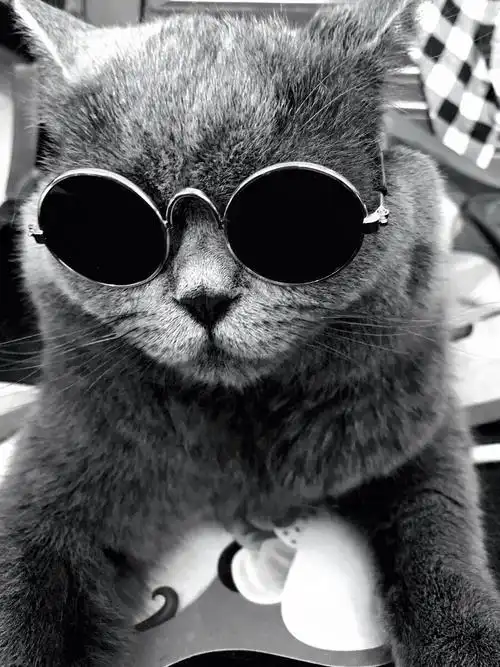 社会我歪哥猫很话不多