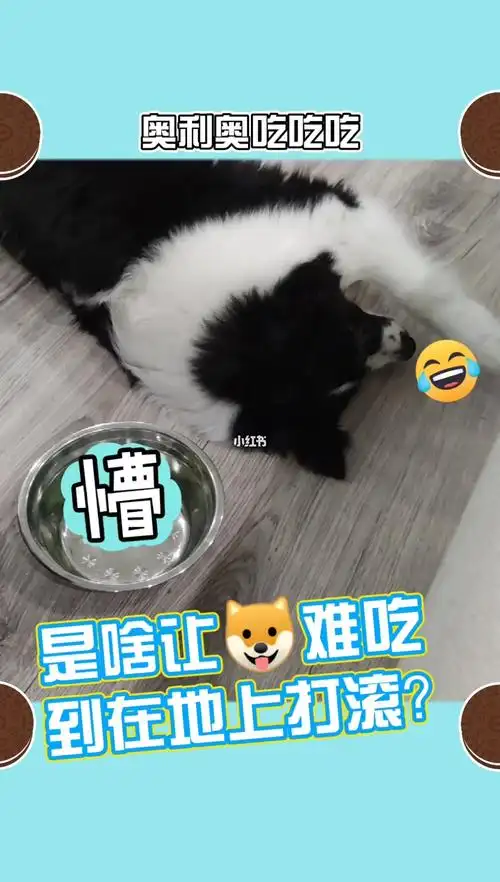 狗狗遇到不喜欢吃的食物急得直打滚63