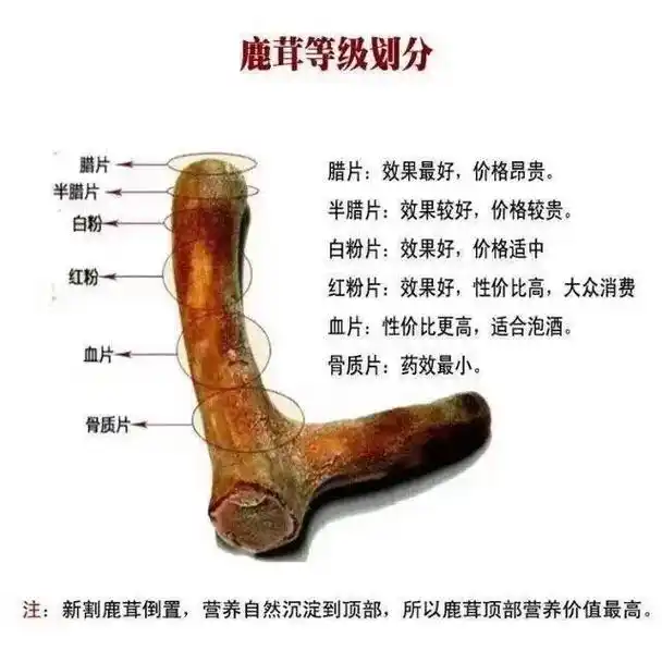 精品梅花鹿半腊片:功效仅次于全腊片,9.8元一 - 抖音