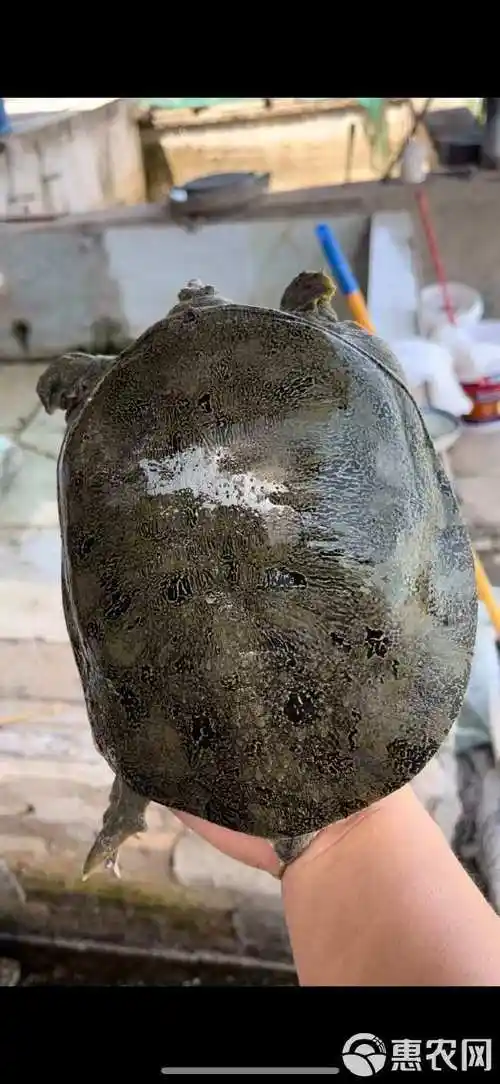 五年以上甲鱼 外塘 生态甲鱼