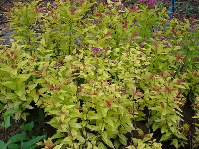 p>金焰绣线菊( i>spiraea x bumalda cv.