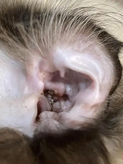 【讨论】求助猫咪这是耳螨吗