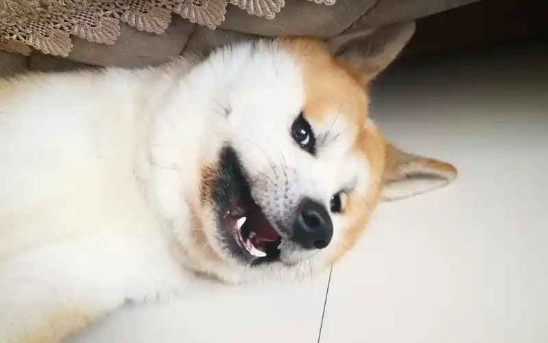 【秋田犬】带我家大傻狗出门看病啦~_哔哩哔哩 (゜-゜)つロ 干杯