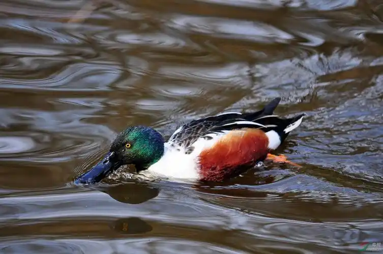 绿头黑色大扁嘴鸭子