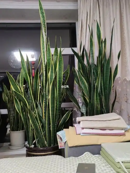 我家的虎皮兰超级高