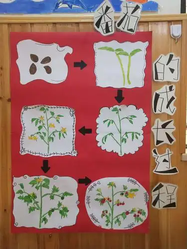 目前,我们的番茄还在小苗的过程,但是我们会继续观察记录番茄的生长