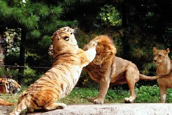 狮虎斗,谁会赢?