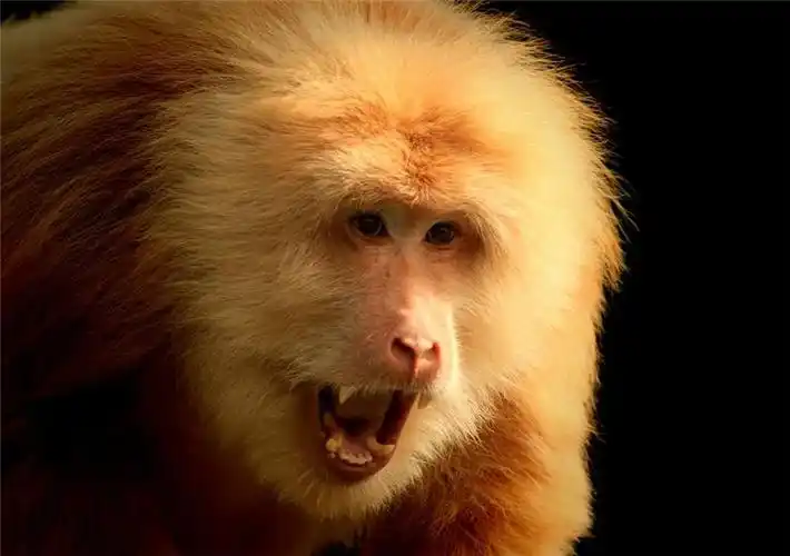 作品:猴中之王——金毛犼作者:白淑珍当前票数:66