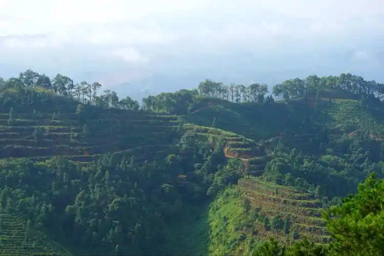 广西苍梧六堡镇茶园景观----六堡镇全国十大茶业小镇