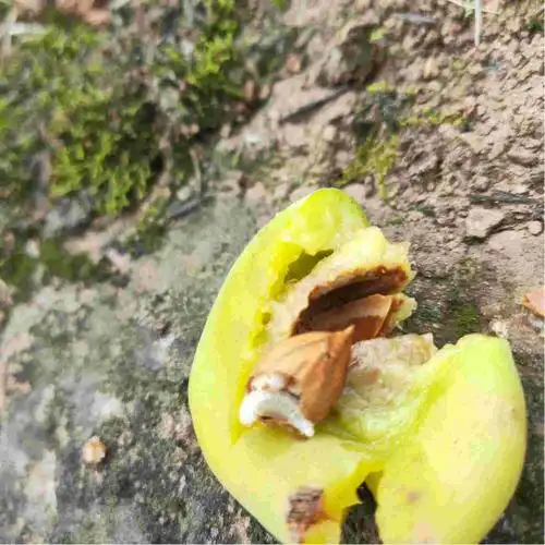 乌梅果核生虫子怎么治