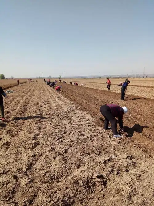 种植中药材大力推进乡村振兴