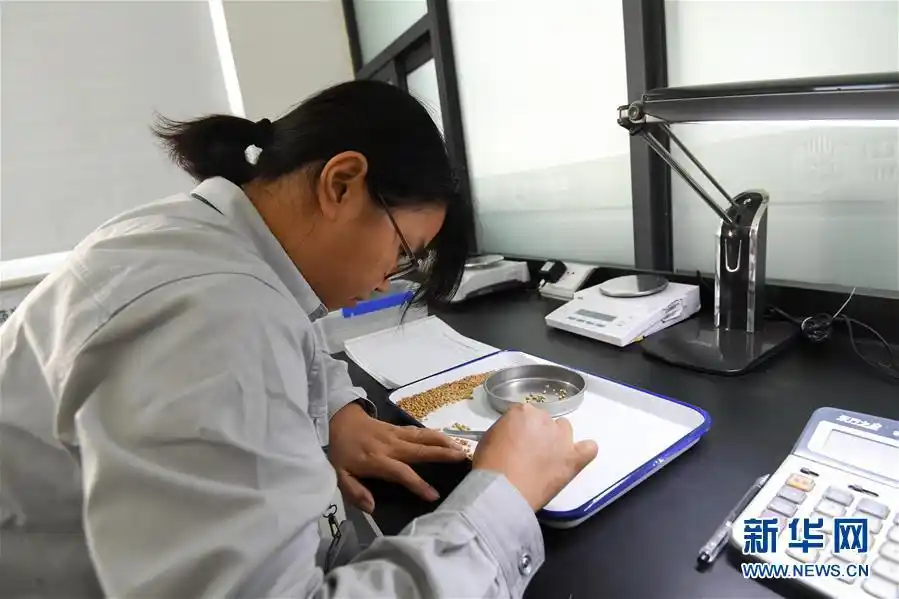在中央储备粮新港直属库,一名质检员在进行质检(10月11日摄).