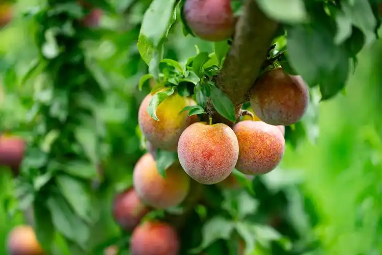 桃子|摄影|产品摄影|完美创意视觉传媒 - 原创作品 - 站酷 (zcool)