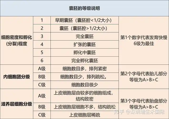 第5天的胚胎报告——囊胚期胚胎
