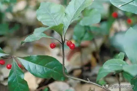 仙草艾资讯-俗名"矮脚茶",又有"护肺仙草"之称,老人见到就挖,如今稀少