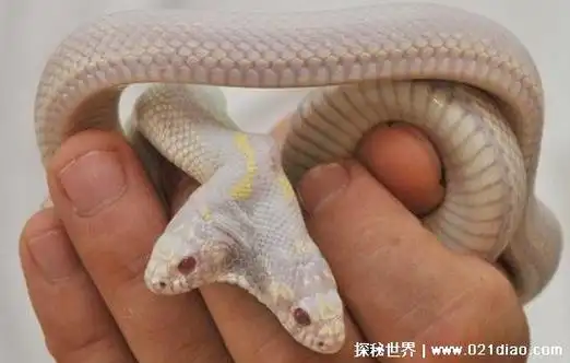 一亿个头的蛇(并不存在)