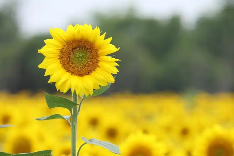 罗泾向日葵竞相开放,向着阳光向着未来.