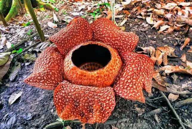 世界最奇怪的十大植物会跳舞的草你见过吗