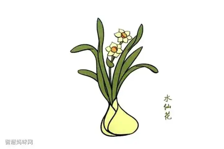 芬芳清新的水仙花简笔画教程