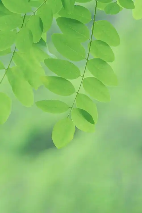 乡间的花草树木