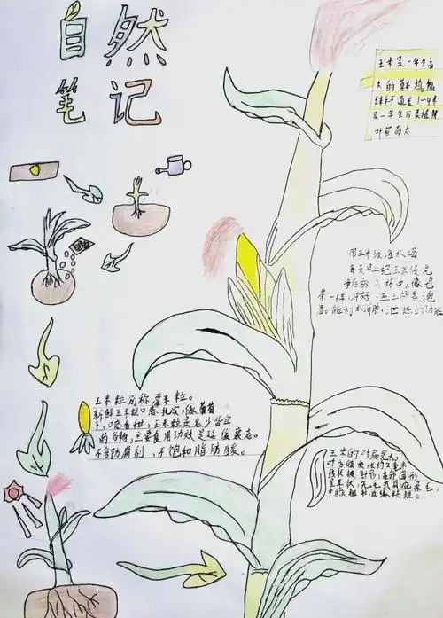 孩子眼中的自然笔记:从花到果的探索