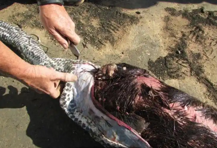 小伙们野外探险发现一条蟒蛇挖出腹中之物时简直让人傻眼