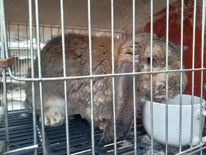 杂交野兔苗市场价格散养技术大全多少钱一只